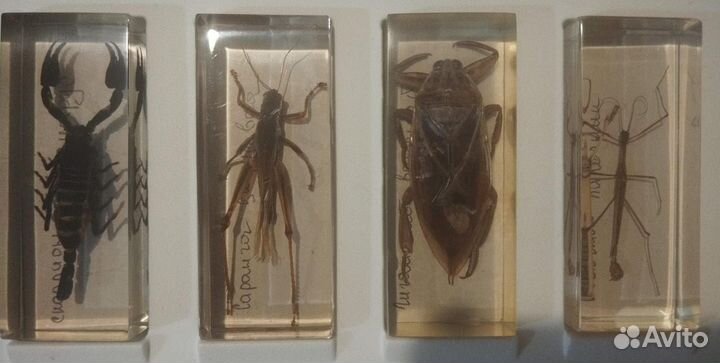 Насекомые и их знакомые. Жуки в стекле