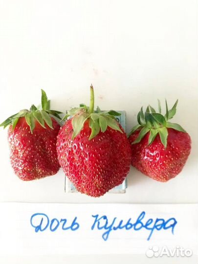 Клубника саженцы Дочь Кульвера 70р