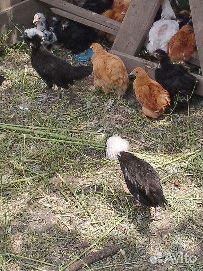 Продам дикорактивных курочек