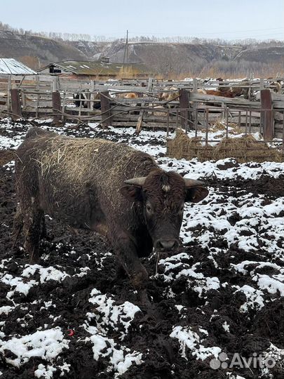 Продажа крс