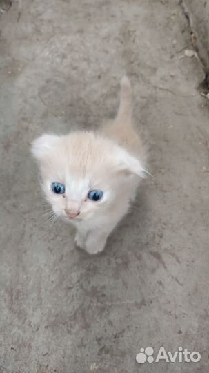 Кошки в добрые руки