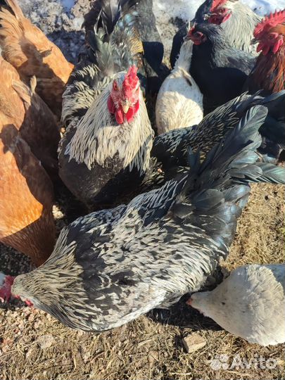 Молодые петухи