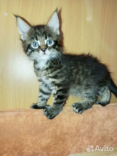 Котята мейн-кун