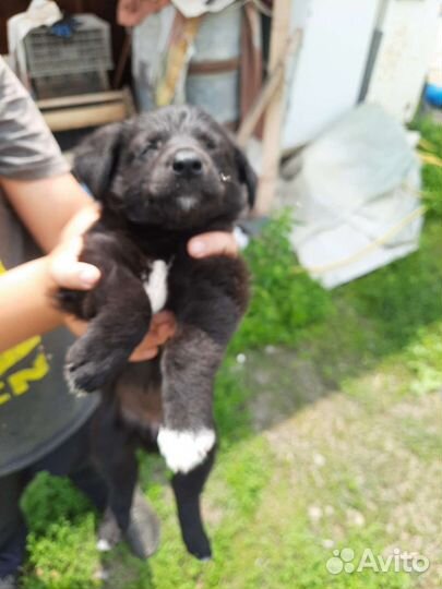 Маленькая собака полу такса дворняга