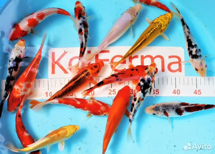 Прудовая рыба карп кои: порода яркие Ямабуки