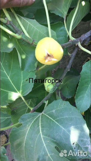 Саженцы инжира