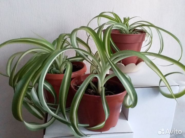 Растения для дома