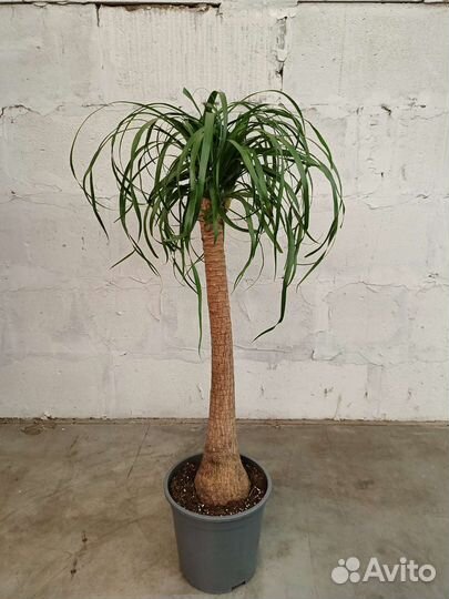 Нолина штамбовая