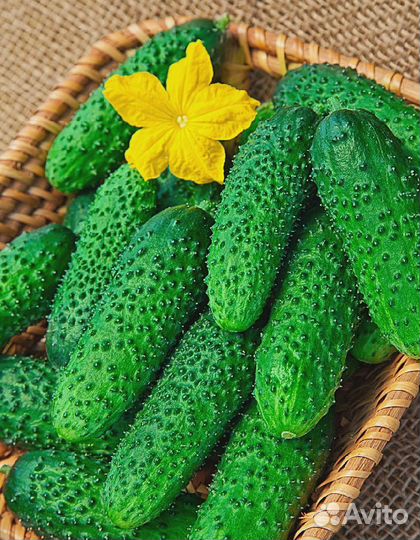 Огурец Артист F1 8 шт цв.п