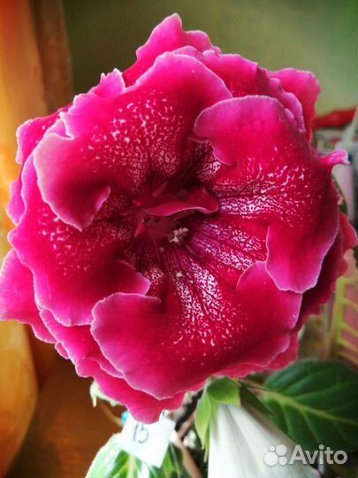 Детки глоксинии махровой