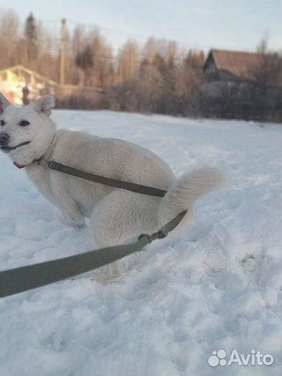 Белоснежная собака Луми ищет дом