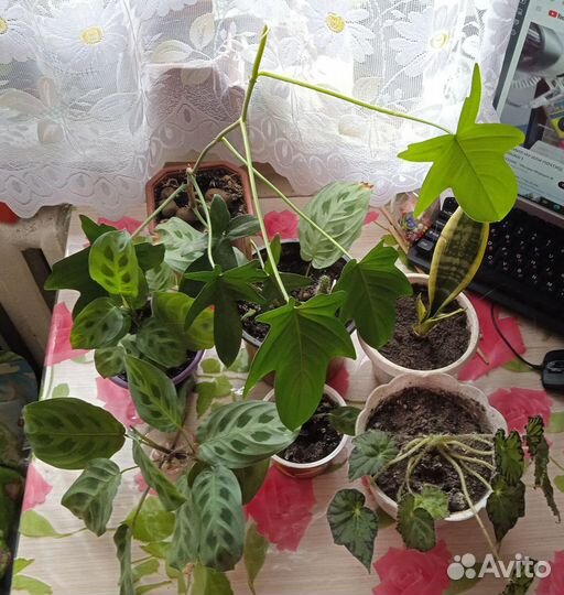 Комнатные цветы