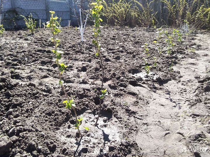 Чёрная, красная, белая смородина крупноплодная