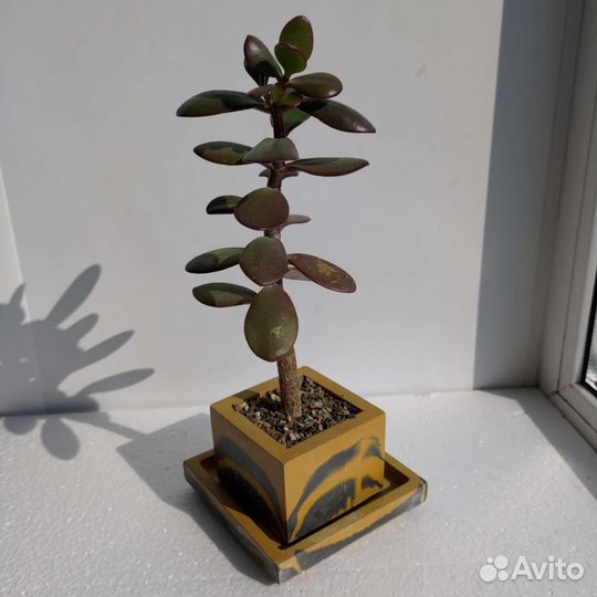 Кактусы и суккуленты а бетонных горшках