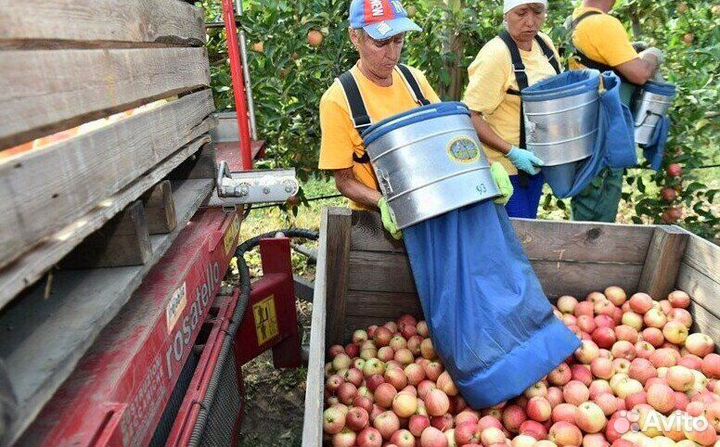 Требуется Разнорабочий по сборке яблок