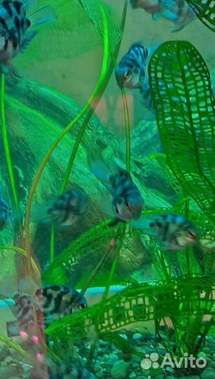 Аквариумные: Рыбки; Креветки; Раки; Растения