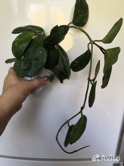 Хойя обовата сплеш(splash)