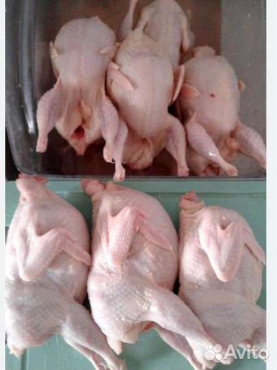 Мясо перепела