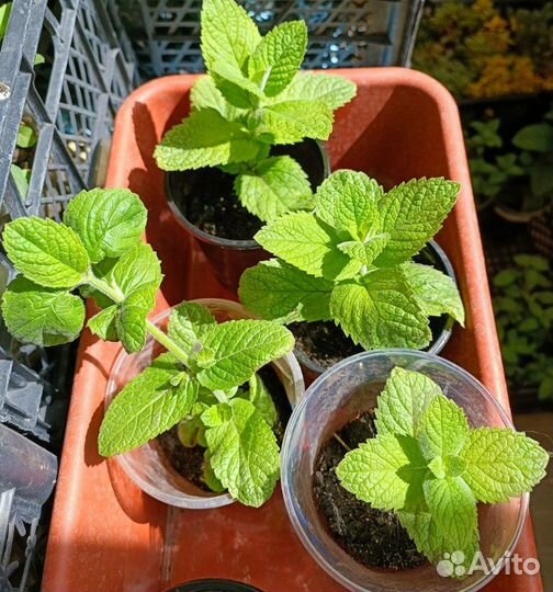 Мята сортовая: шоколад, имбирь, апельсин, банан