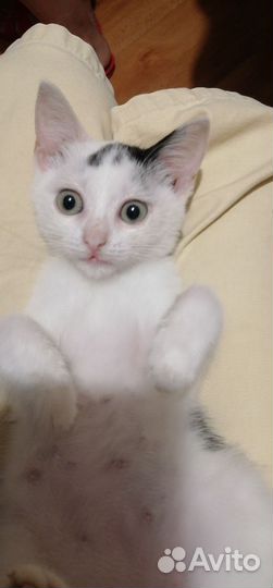 Кошка в дар