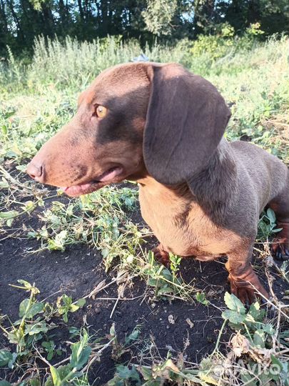 Такса вязка