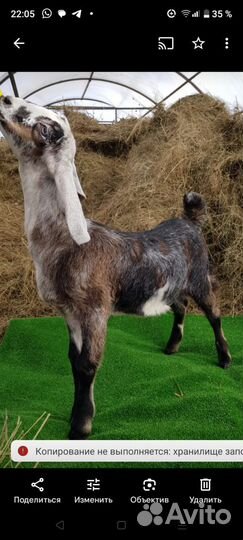 Гуси, козлята