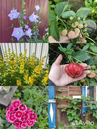 Садовые растения обмен, продажа