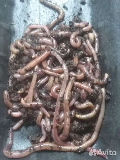 Червь дендробена