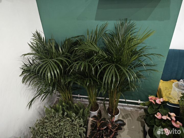 Пальма хризалидокарпус арека