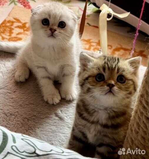 Шотландские вислоухие котята