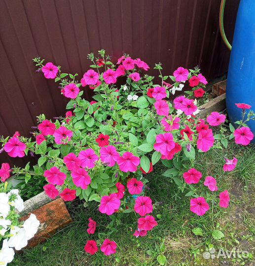 Петуния в кашпо