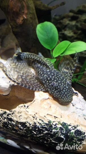 Анциструсы номерные, вуалевые