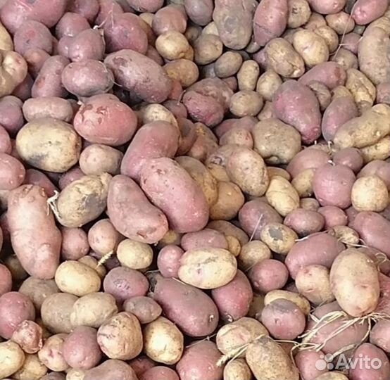 Картофель отборный