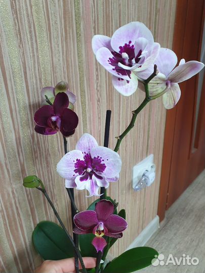 Сортовые орхидеи фаленопсис