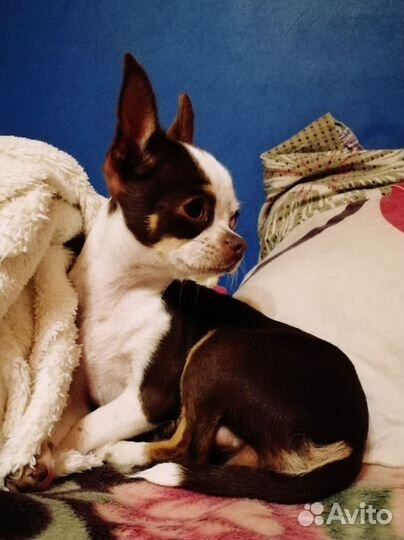 Щенки чихуахуа мини