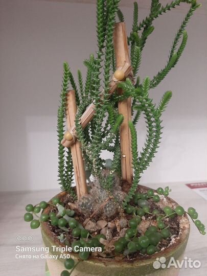 Кактусы и суккуленты (композиция)