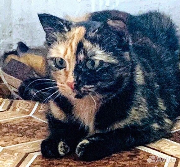 Кошка Кнопочка