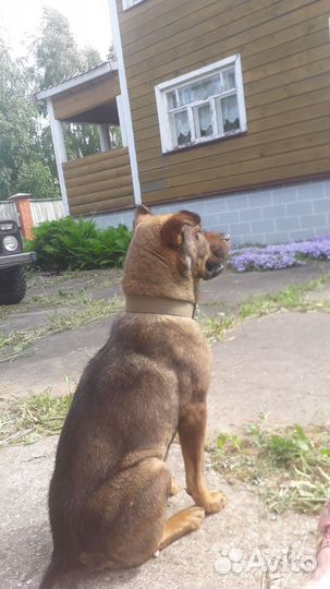 Вязка кобель