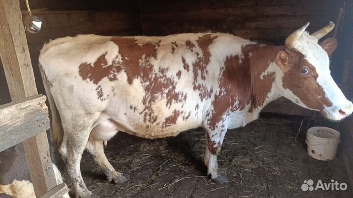 Дойная корова