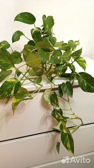 Сциндапсус поемиум