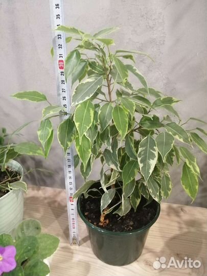 Фикусы, фиалки