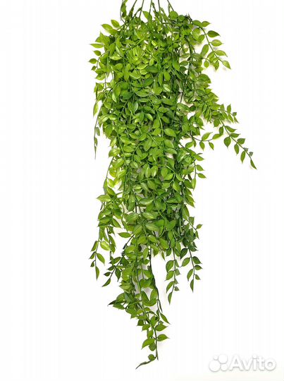 Растения для лестницы фисташка опт