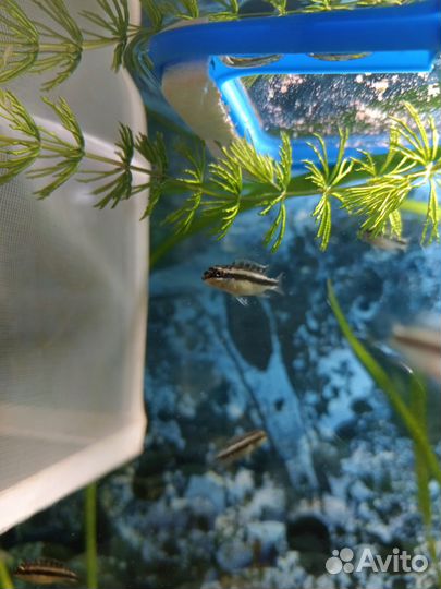 Пельвикахромис пульхера