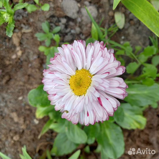 Маргаритка