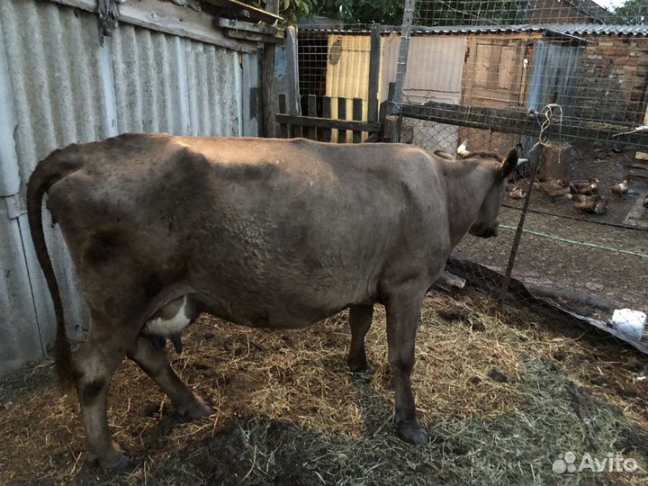 Корова стельная