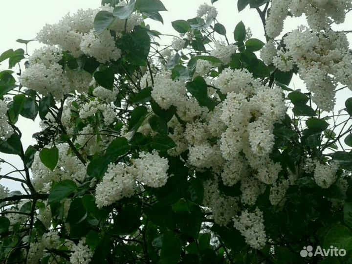 Выборг Саженцы Персидской, Венгерской, обыкновенно