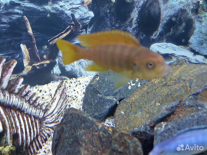 Цихлиды оз. Малави