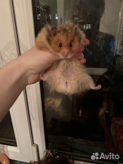 Сирийский хомяк