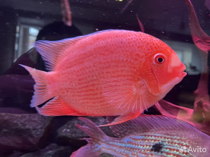 Северум взрослый обмен на самку