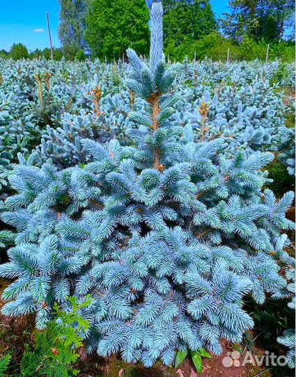 Ель голубая